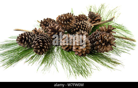Group of pine cone on green leaf at white background Stock Photo