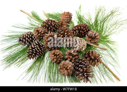 Group of pine cone on green leaf at white background Stock Photo