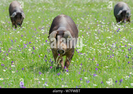 Pigs graze on farm in countryside of Badajoz, Extremadura Stock Photo