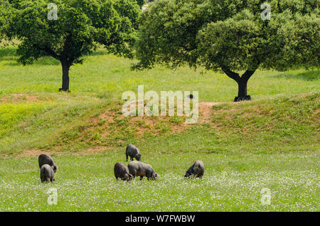 Pigs graze on farm in countryside of Badajoz, Extremadura Stock Photo