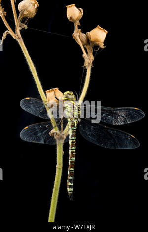 A Southern Hawker dragonfly, Aeshna cyanea, photographed in a studio before release. It is seen resting on a dead red campion stem, Silene dioica, wit Stock Photo