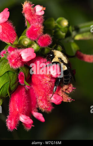 fuzzy black and yellow bumblebee on a fuzzy bright pink flower Stock Photo