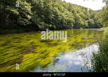 Thaya river in summer with lots of green water plants and dense forest under hard sunlight. Stock Photo