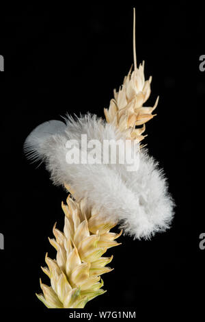 A single woodpigeon feather resting on ripening wheat. The woodpigeon, Columba palumbus, has a population numbering millions in the UK and it is somet Stock Photo