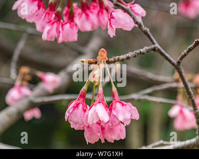 Early cherry blossom in Kitanomaru Park, Tokyo, Japan. Stock Photo