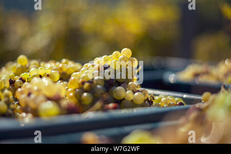 Green vine grapes. Grapes for making wine in the harvesting crate. Detailed view of a grape vines in a vineyard in autumn, Hungary Stock Photo