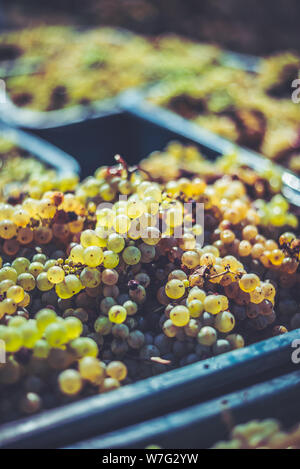 Green vine grapes. Grapes for making wine in the harvesting crate. Detailed view of a grape vines in a vineyard in autumn, Hungary Stock Photo