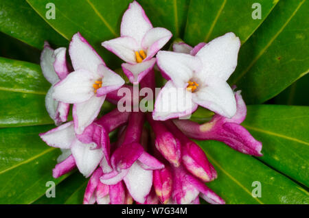 blossom of daphne flower Stock Photo