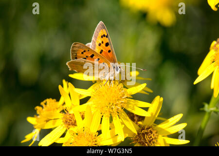 A Small Copper butterfly, Lycaena phlaeas, feeding on ragwort growing on the banks fo the Dorset Stour  river near the town of Gillingham in North Dor Stock Photo