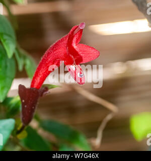 Close up of Red flower on a succulent plant Aeschynanthus (var Mona Lisa) Aeschynanthus is a genus of about 150 species of evergreen subtropical plant Stock Photo