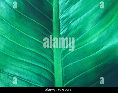 tropical leaf dark green foliage texture the nature background Stock Photo