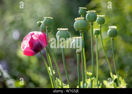 Poppy seed heads and red oriental poppy growing in garden, East Sussex, England, United Kingdom, Europe Stock Photo