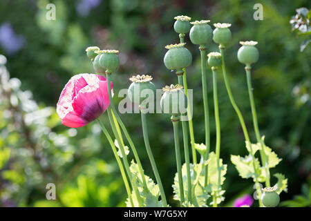 Poppy seed heads and red oriental poppy growing in garden, East Sussex, England, United Kingdom, Europe Stock Photo