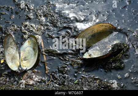 06 August 2019, Lower Saxony, Großefehn: Empty mussel shells lie in the water on the shore of the Timmeler Meer in the municipality of Großefehn. After a mass shell death at one of the largest bathing lakes in East Frisia, the cause has been found. Extremely low oxygen levels have been measured at the bottom of the Timmeler Meer. Photo: Carmen Jaspersen/dpa Stock Photo