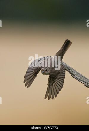 Spotted Flycatcher (Muscicapa striata) taking off from branch, Baden-Wuerttemberg, Germany | usage worldwide Stock Photo