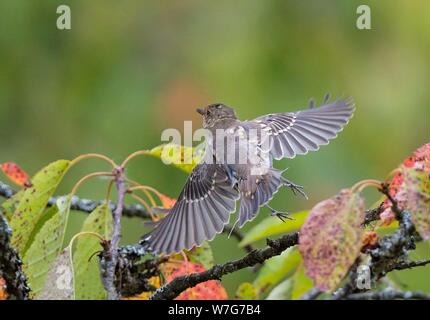 Spotted Flycatcher (Muscicapa striata) juvenile taking off from a branch, Baden-Wuerttemberg, Germany | usage worldwide Stock Photo
