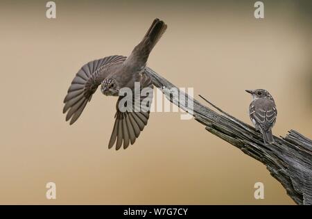 Spotted Flycatcher (Muscicapa striata) adult taking off from branch with sitting juvenile, Baden-Wuerttemberg, Germany | usage worldwide Stock Photo