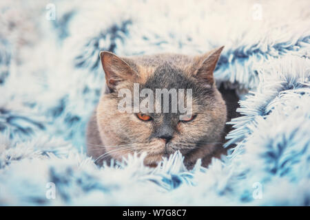 A cute cat peeking out from under a soft fur blue blanket. The cat is wrapped in the blanket. British shorthair cat resting on the bed Stock Photo