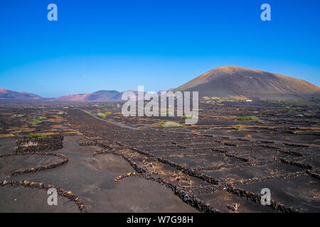 Spain, Lanzarote, Winegrowing in volcanic vineyard of la geria valley near timanfaya volcanoes Stock Photo