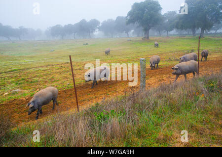 Meadow and Iberian pigs in the mist. Valle de los Pedroches, Cordoba province, Andalucia, Spain. Stock Photo