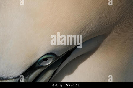 Close image of Gannet eye and part of bill clearly showing shape and depth of colour of both the eye and plumage Stock Photo