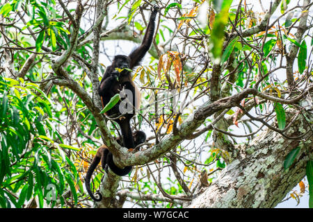 Golden-mantled Howler Monkey (Alouatta palliata palliata) , Costa Rica Stock Photo