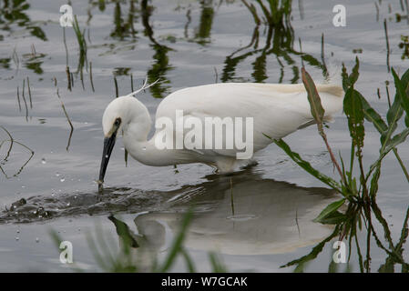 Close view of Little Egret having just caught a fish and water disturbed Stock Photo