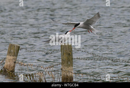 Common Tern in flight about to pass over food to it's chick which is perched on wooden pole looped in barbed wire at waters edge Stock Photo