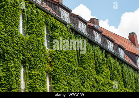 Vine plants on old historic buildings in downtown Hannover Germany Stock Photo