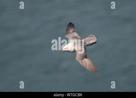 Fulmar in flight with wings outstretched seen from above and with the pale blue background of the sea Stock Photo