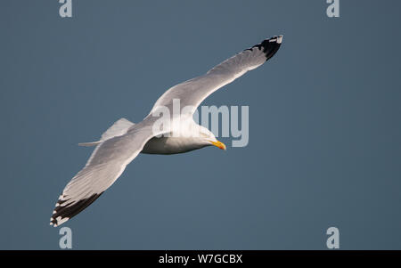 Close view of a Herring Gull in full flight with wings fully outstretched against the pale blue background of the sea Stock Photo