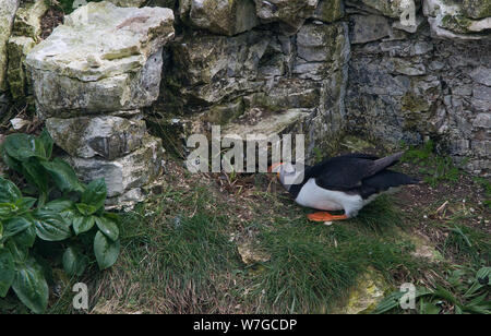 Puffin collecting nesting material on cliff ledge hunkered down and with distinctive plumage easily seen Stock Photo