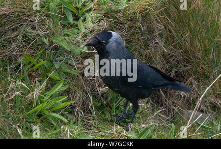 Close profile view of Jackdaw among vegetation clearly showing it's plumage Stock Photo