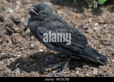 Clear view of juvenile Jackdaw in close up and on the ground Stock Photo