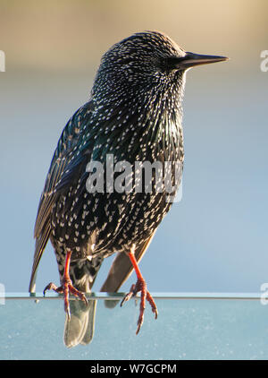 Starling seen in close up lit up by late afternoon sun showing the iridescence of it's plumage Stock Photo