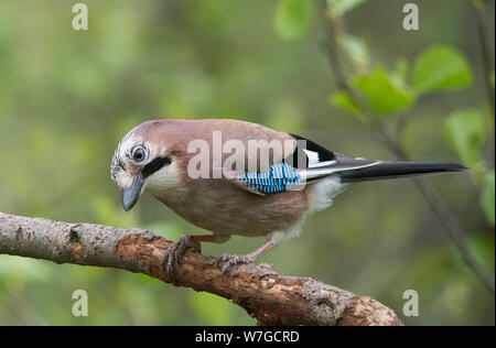 Close and clear view of Jay with it's head cocked and listening on branch in wooded area Stock Photo