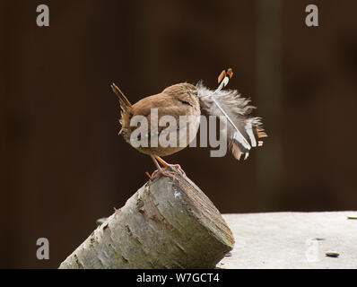 Wren with large feather for nest building clutched firmly in it's beak and seen in profile Stock Photo