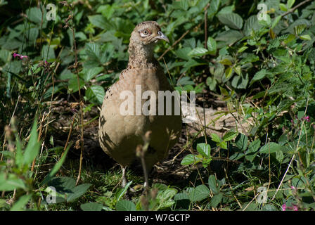 Alert female pheasant clearly seen among brambles and undergrowth while searching for food Stock Photo