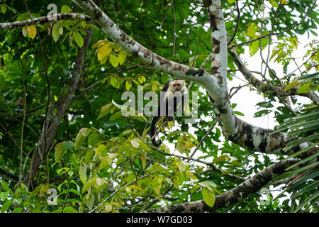 Colombian white-faced capuchin Stock Photo