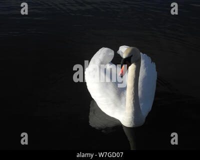 Mute swan in classic arched wing pose and showing pure white plumage against black background Stock Photo