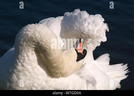 classic pose of Mute Swan preening its wings in full sun with it's neck twisted in familiar 's' shape Stock Photo