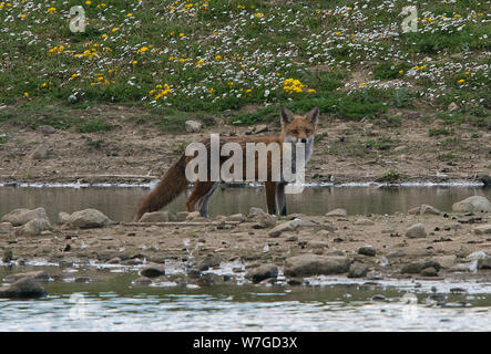 Fox out on hunting expedition near the waters edge of a large pond and looking directly towards the viewer Stock Photo