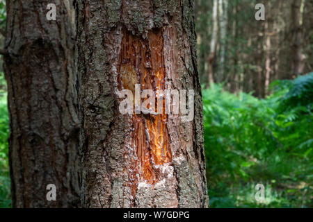 Tree sap oozing from an area of damaged bark Stock Photo