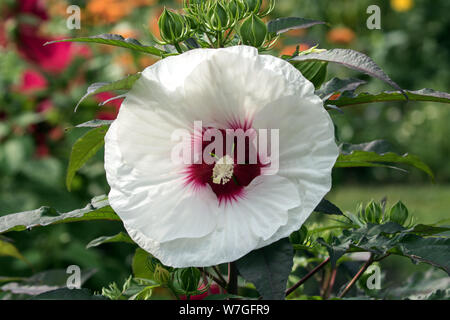 Closeup of large white and red perennial Hibiscus flower and buds  in garden Quebec,Canada. Background is multicolored bokeh. Stock Photo