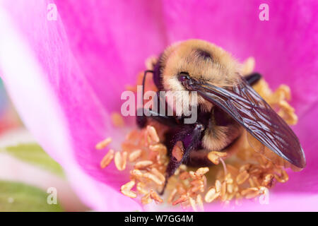 Macro photo of a small bumblebee gathering pollen from the middle of a rose Stock Photo