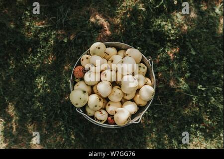 Closeup overhead shot of pears in a bucket on grass lawn during daytimes Stock Photo