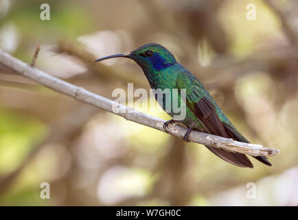Closeup of Lesser Violet-ear hummingbird perching on a branch,Panama.Scientific name of this bird is Colibri cyanotus. Stock Photo