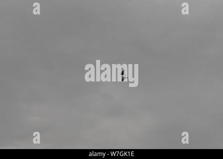 TWO CROWS ARE FLYING ON THE SKY WITH THE BACKGROUND OF CLOUDS Stock Photo