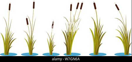 Set of variety autumn reeds with leaves on stem. Reed plant. Flat vector illustration isolated on white background. Clip art for decorate cartoon and Stock Vector