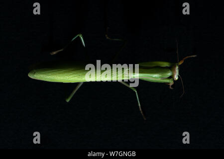 close from above view of green female mantis religiosa praying mantis on black background Stock Photo